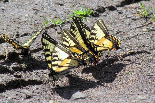 Photo of Papilio canadensis by Val George